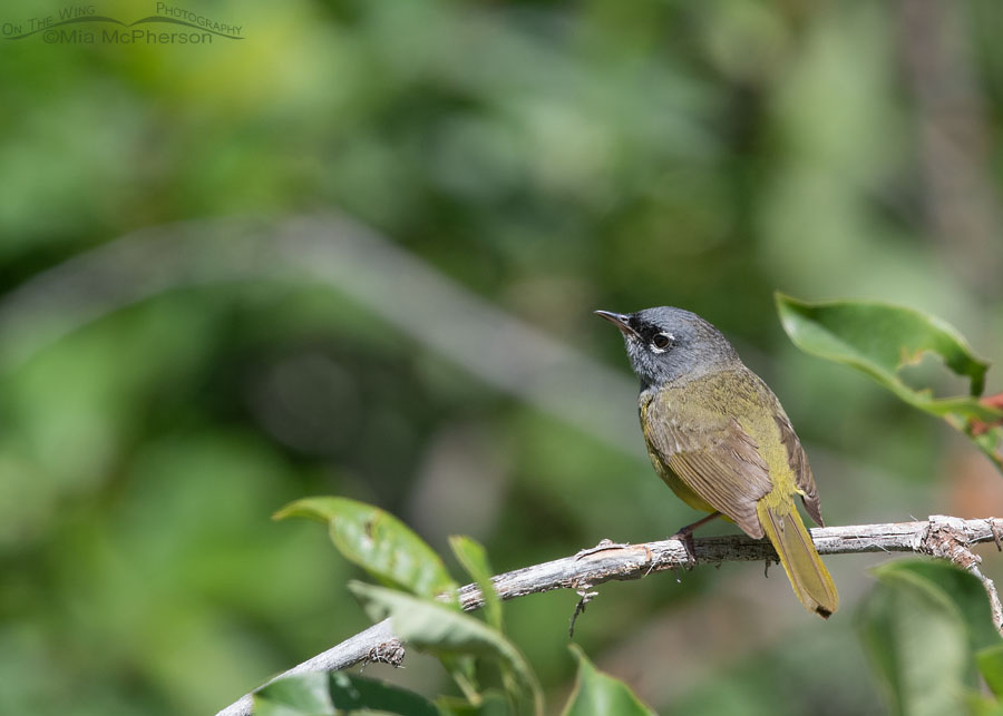 Male MacGillivray's Warbler in the mountains, Wasatch Mountains, Morgan County, Utah