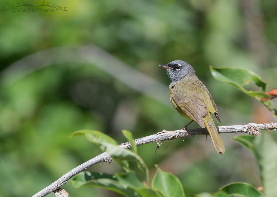 Alert male MacGillivray's Warbler, Wasatch Mountains, Morgan County, Utah