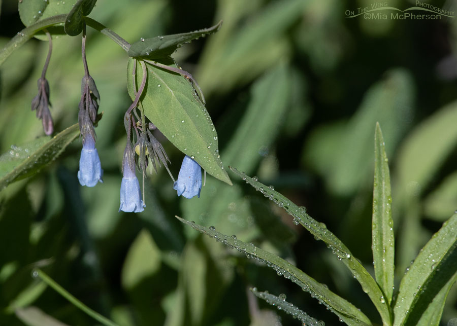 Blooming Mountain Bluebells and dew drops, Wasatch Mountains, Summit County, Utah