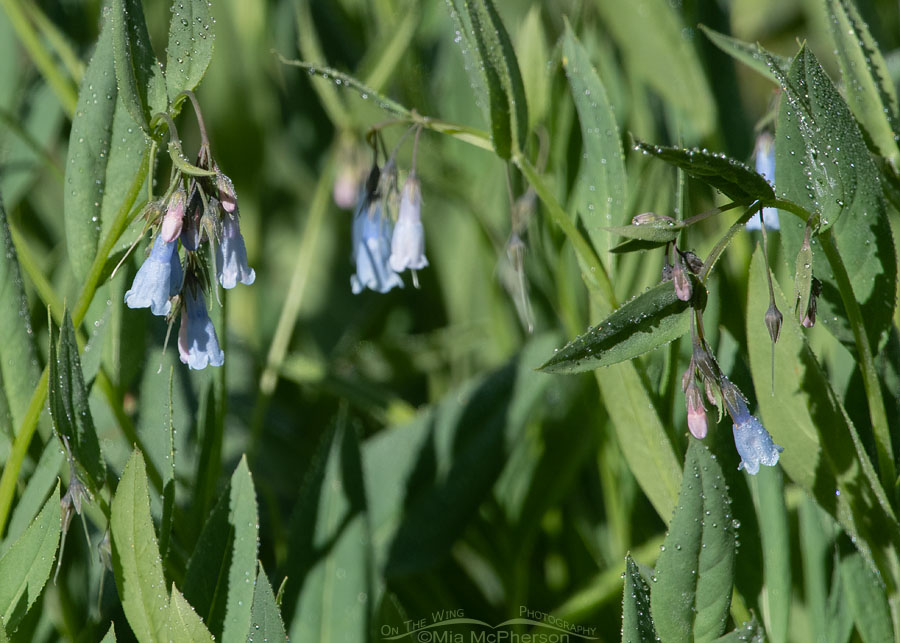 Dew drops and Mountain Bluebells, Wasatch Mountains, Summit County, Utah