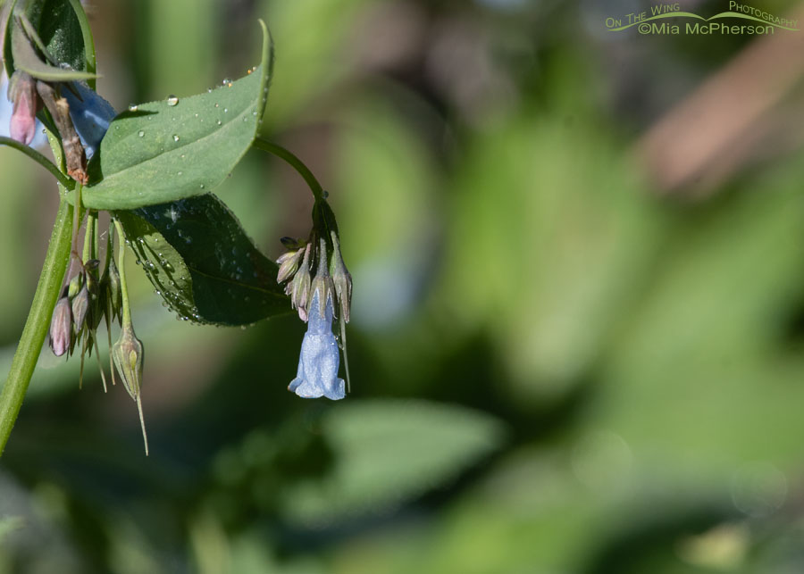Mountain Bluebell close up, Wasatch Mountains, Summit County, Utah