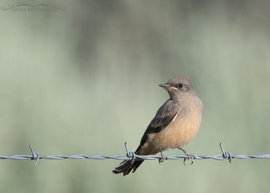 Immature Say's Phoebe perched on barbed wire, Box Elder County, Utah
