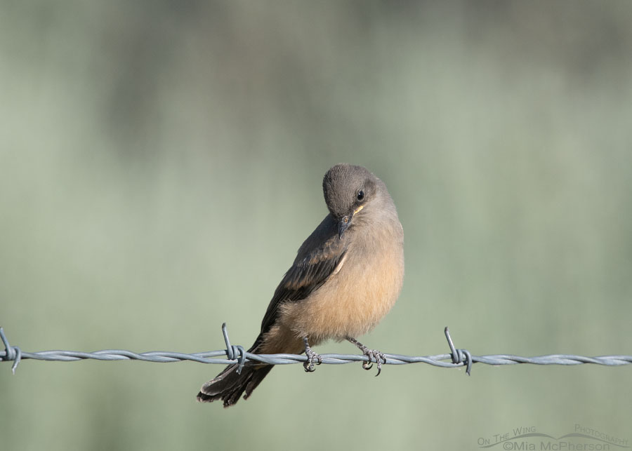 Immature Say's Phoebe looking at the ground, Box Elder County, Utah