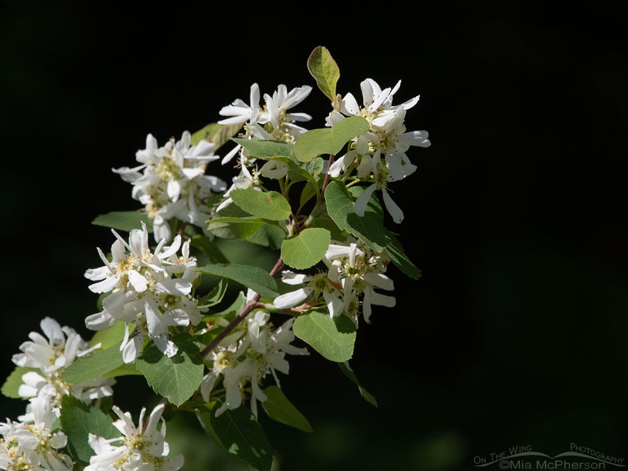 Blooming Serviceberry in June, Wasatch Mountains, Morgan County, Utah