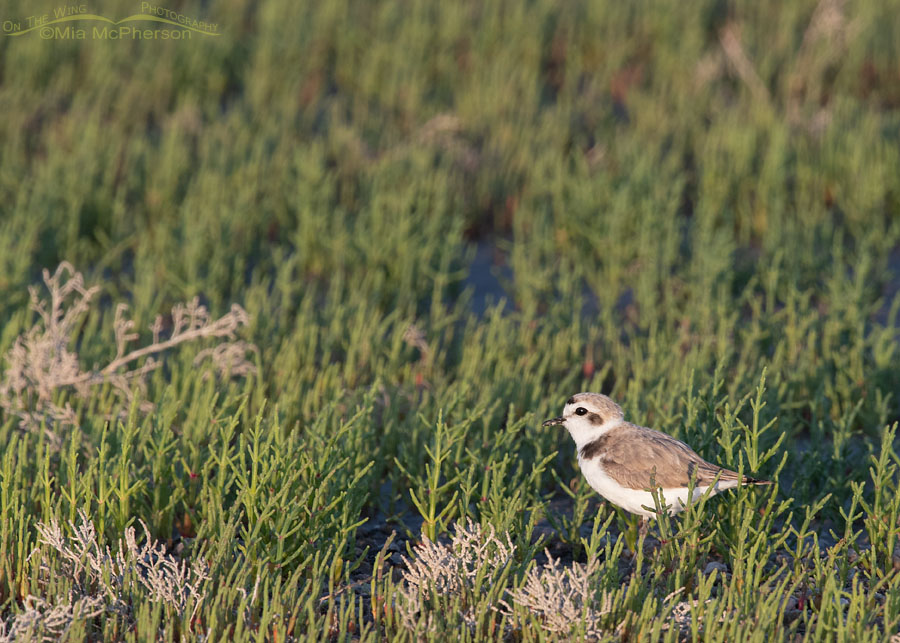 Snowy Plover on the flats at Bear River MBR, Box Elder County, Utah