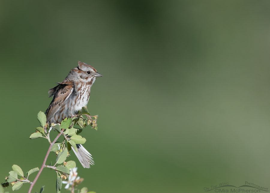 Adult Song Sparrow trying to keep its balance in a wind, Wasatch Mountains, Summit County, Utah