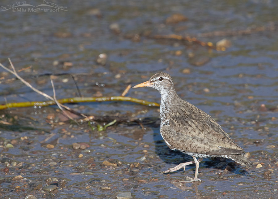 Spotted Sandpiper at water's edge, Wasatch Mountains, Summit County, Utah