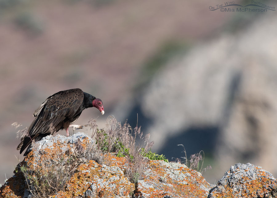 Adult Turkey Vulture on a June morning, Box Elder County, Utah