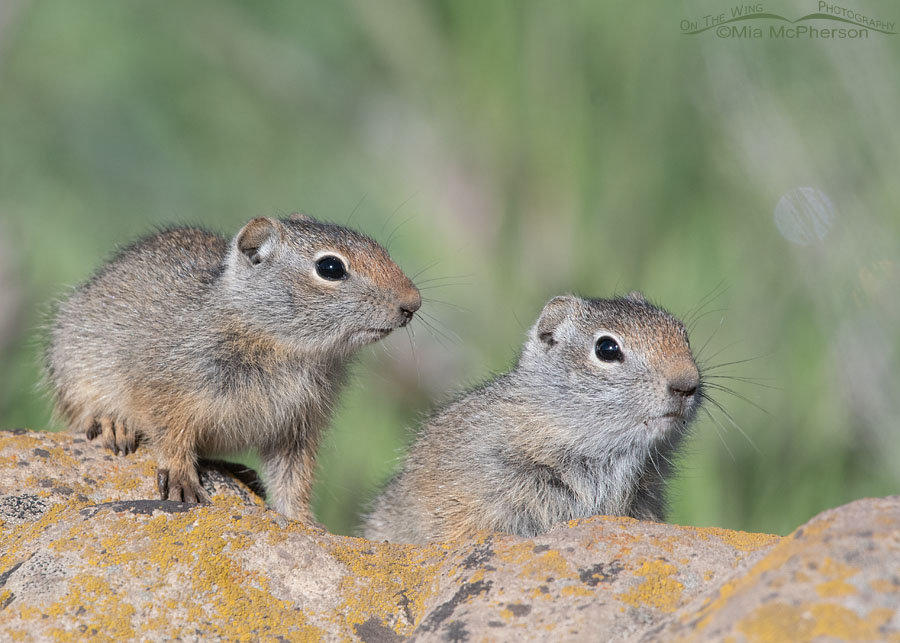 Curious Uinta Ground Squirrel babies, Wasatch Mountains, Summit County, Utah