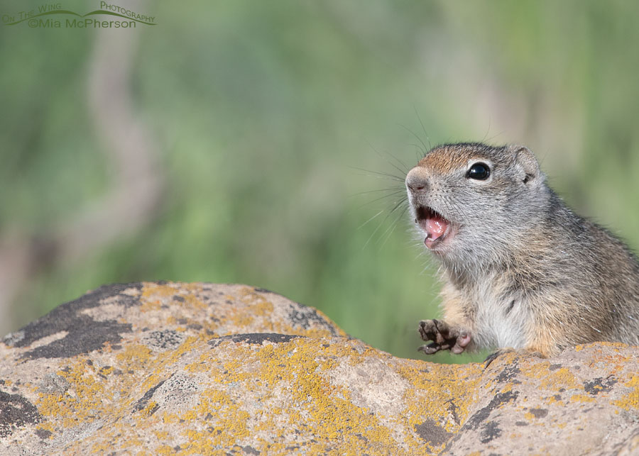 Calling Uinta Ground Squirrel baby, Wasatch Mountains, Summit County, Utah
