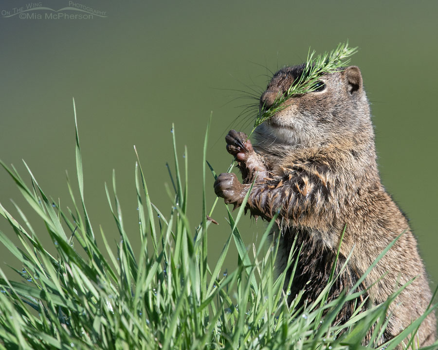 Adult Uinta Ground Squirrel hiding behind a grass stem, Wasatch Mountains, Summit County, Utah