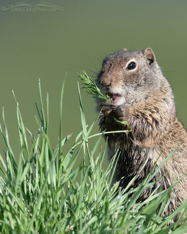 Uinta Ground Squirrel adult munching on a grass seed head, Wasatch Mountains, Summit County, Utah