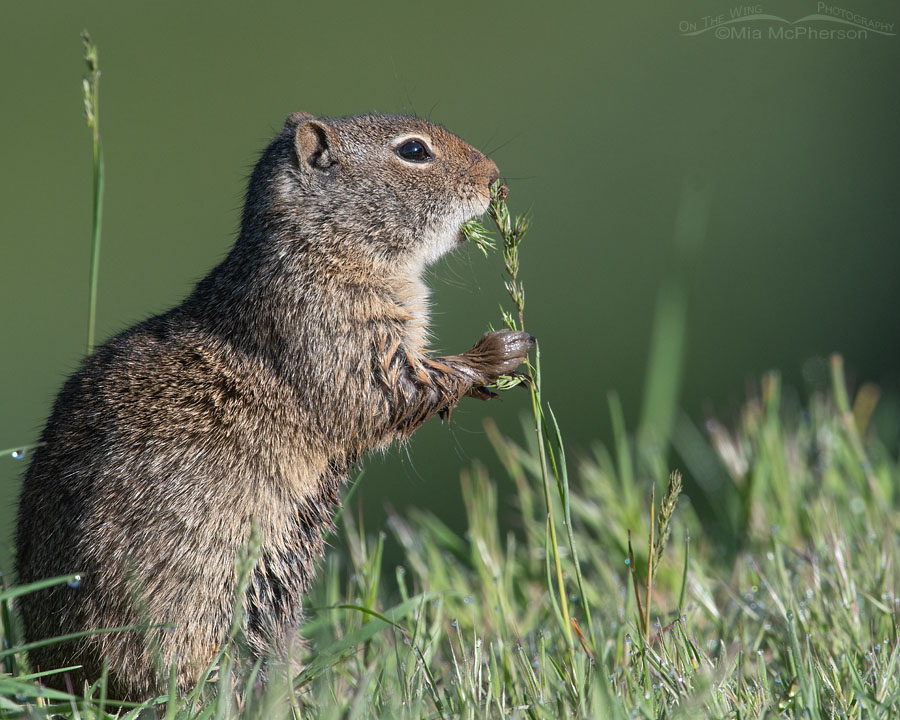 Uinta Ground Squirrel adult eating grass seeds, Wasatch Mountains, Summit County, Utah