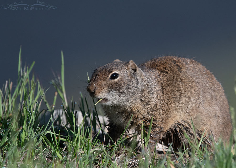 Adult Uinta Ground Squirrel eating a small piece of grass, Wasatch Mountains, Summit County, Utah