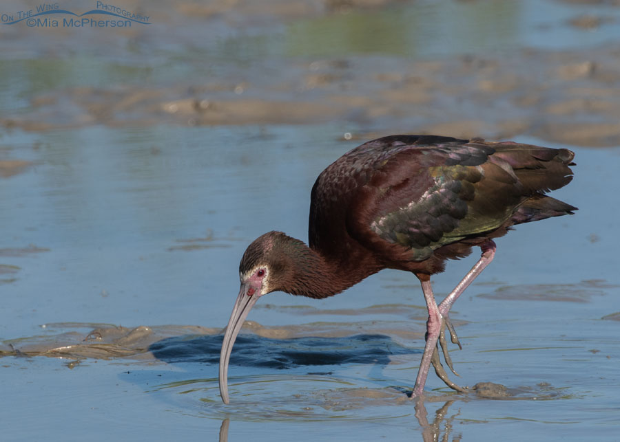 White-faced Ibis with coiled invertebrate on its lore next to its bill, Bear River Migratory Bird Refuge, Box Elder County, Utah