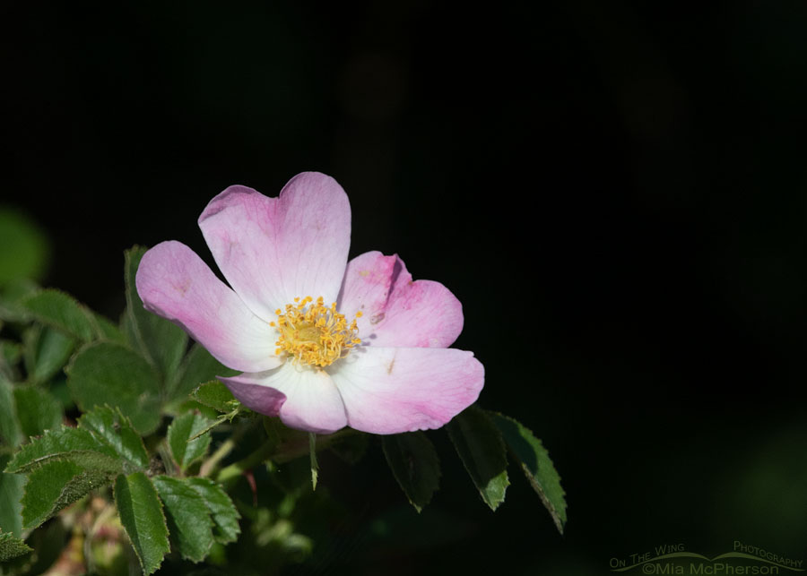 Blooming wild Rose, Box Elder County, Utah