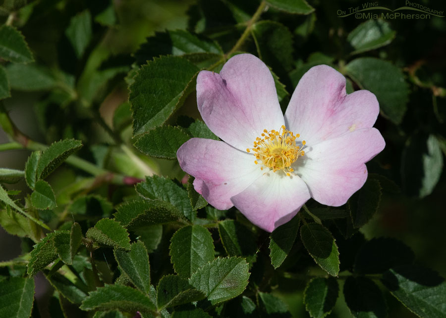 Wild Rose in bloom in Box Elder County, Utah