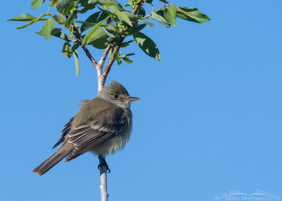 Willow Flycatcher and a bright blue sky, Wasatch Mountains, Summit County, Utah