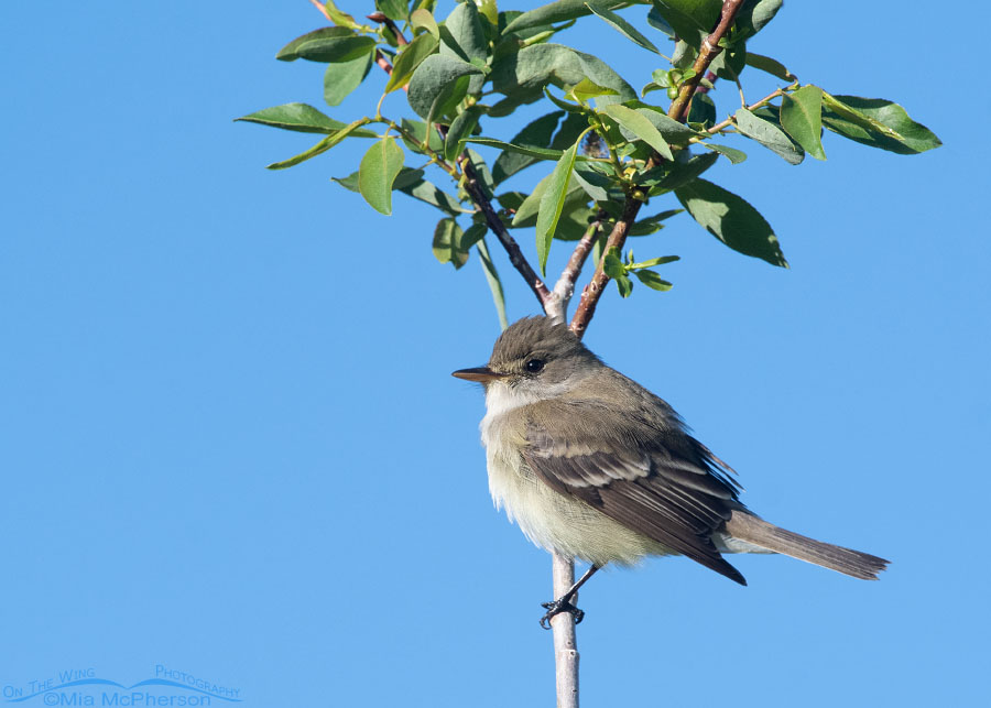 Willow Flycatcher on a clear day, Wasatch Mountains, Summit County, Utah