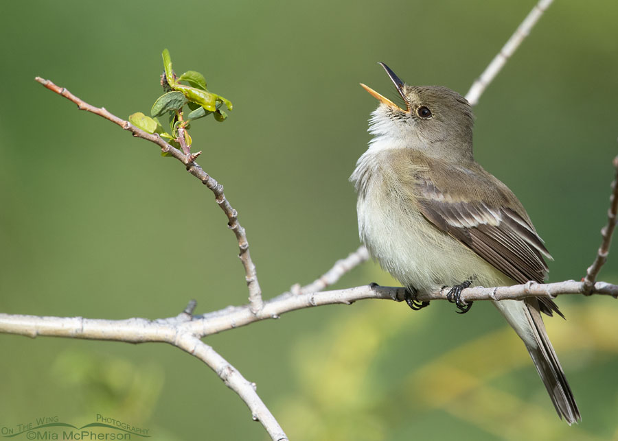 Willow Flycatcher in the Wasatch Mountains, Summit County, Utah