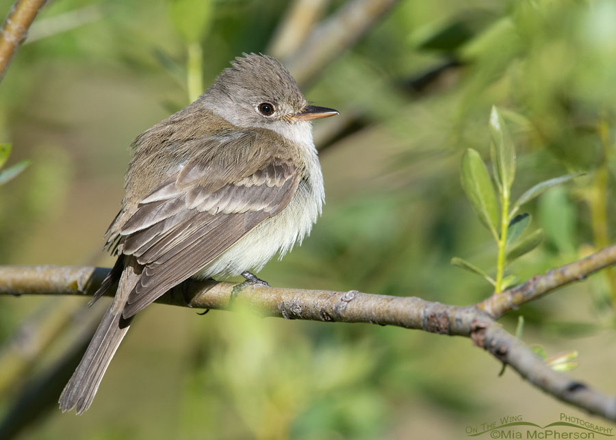 Willow Flycatcher perched in willows, Wasatch Mountains, Summit County, Utah