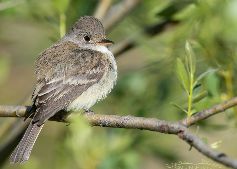 Willow Flycatcher giving me the eye, Wasatch Mountains, Summit County, Utah