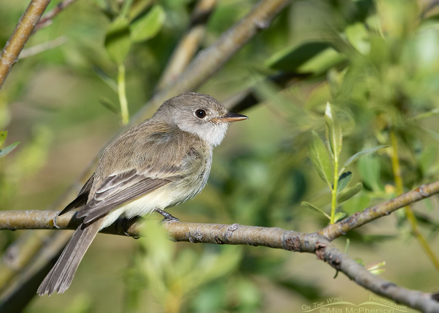 Willow Flycatcher about to fly off, Wasatch Mountains, Summit County, Utah