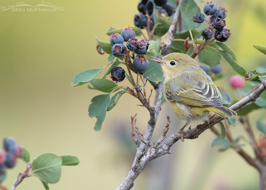 Immature Yellow Warbler feeding on serviceberries, Wasatch Mountains, Morgan County, Utah