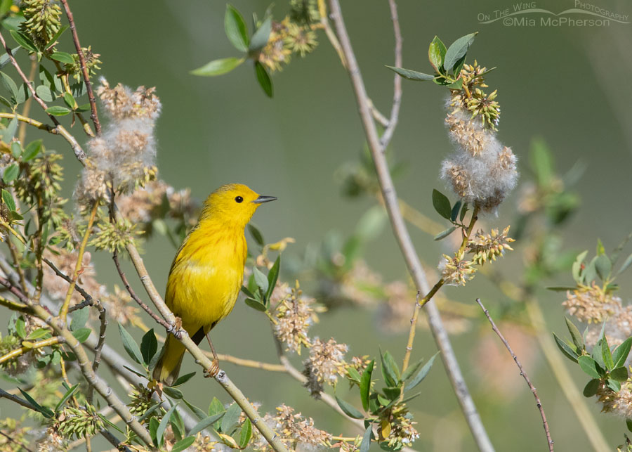 Alert Yellow Warbler male perched in a willow, Wasatch Mountains, Morgan County, Utah