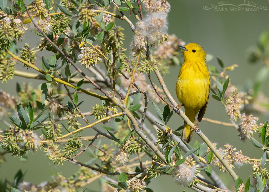 Male Yellow Warbler perched among willows gone to seed, Wasatch Mountains, Morgan County, Utah
