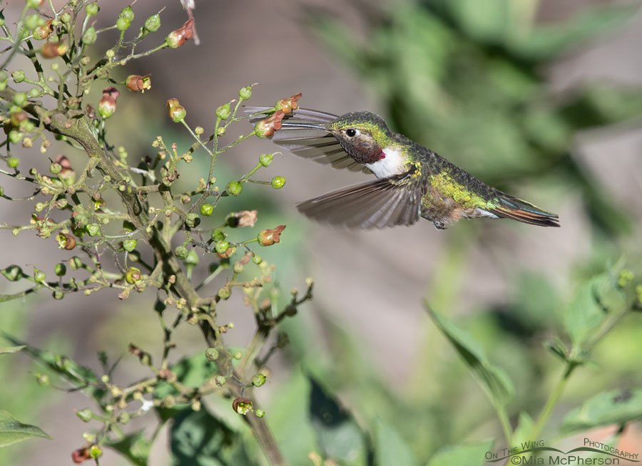Male Broad-tailed Hummingbird sipping nectar, Wasatch Mountains, Morgan County, Utah