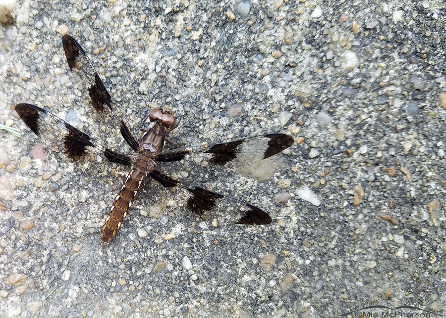 Female Common Whitetail dragonfly, Newport News County, Virginia