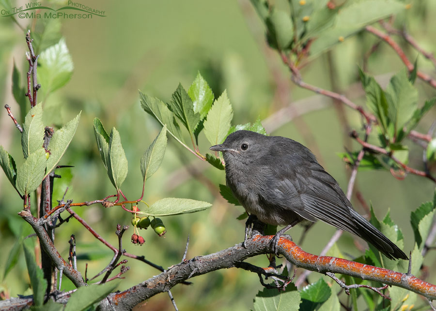 Gray Catbird juvenile perched in a hawthorn, Wasatch Mountains, Summit County, Utah