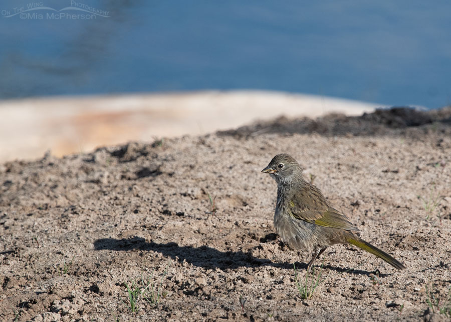 Immature Green-tailed Towhee, Wasatch Mountains, Summit County, Utah