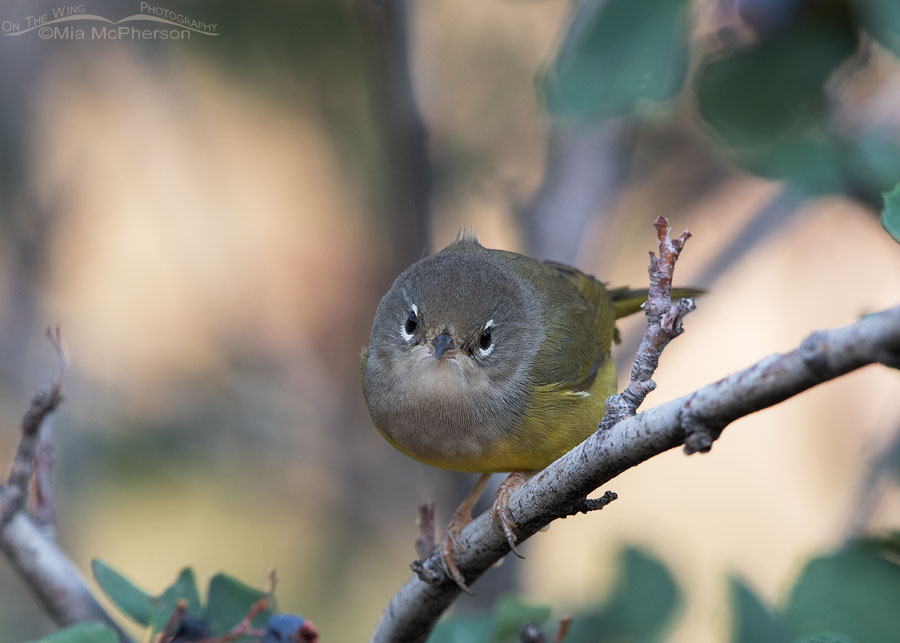 MacGillivray’s Warbler head on view, Wasatch Mountains, Morgan County, Utah