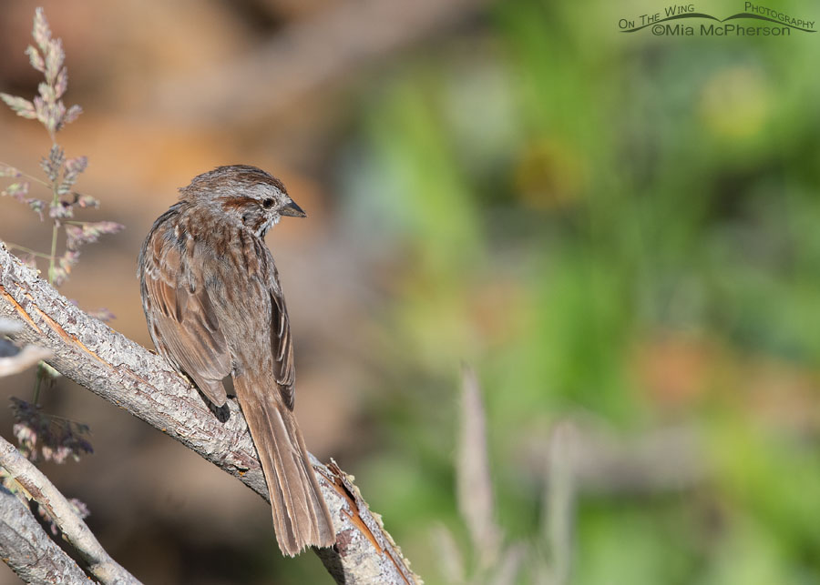 Back side view of a Song Sparrow, Wasatch Mountains, Summit County, Utah