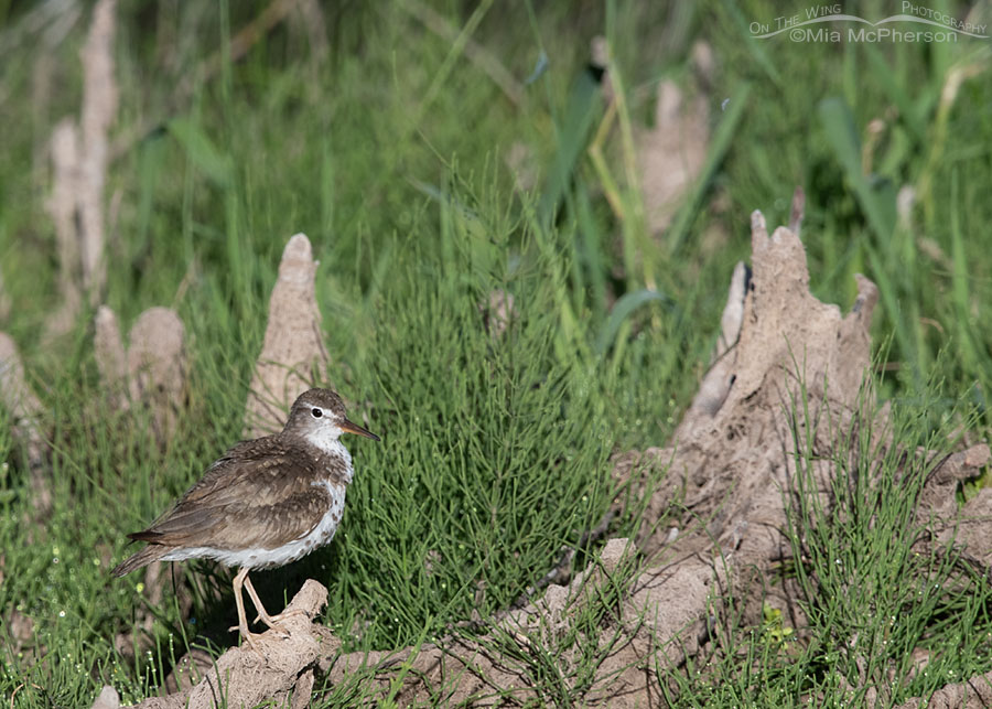 Adult Spotted Sandpiper near its chicks, Wasatch Mountains, Summit County, Utah