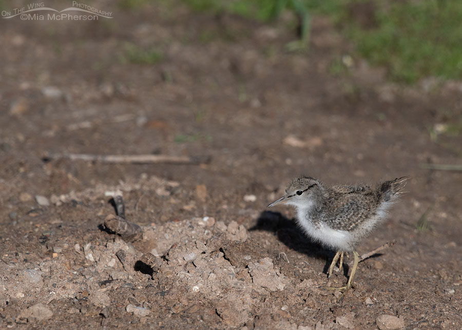 Spotted Sandpiper chick foraging on a dry creek bed, Wasatch Mountains, Summit County, Utah