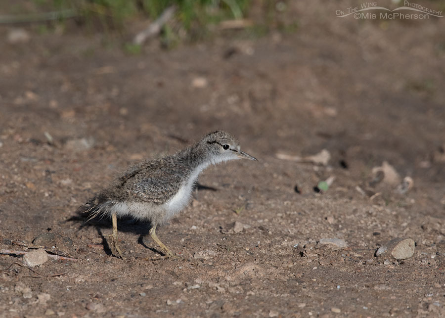 Young Spotted Sandpiper chick foraging, Wasatch Mountains, Summit County, Utah