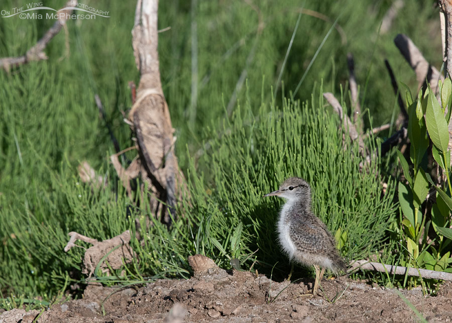 Spotted Sandpiper chick near green grasses, Wasatch Mountains, Summit County, Utah