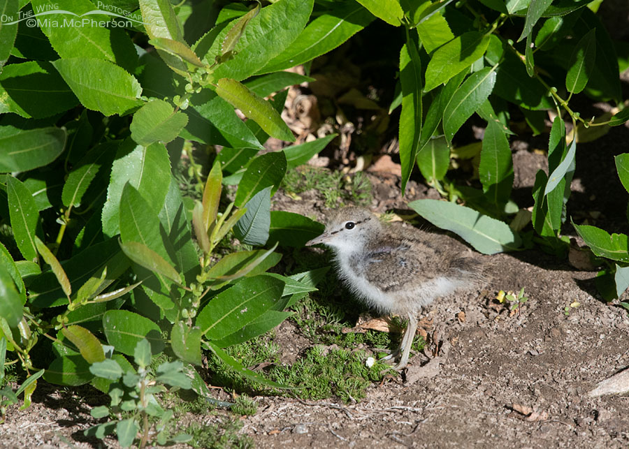 Willows and a young Spotted Sandpiper chick, Wasatch Mountains, Summit County, Utah