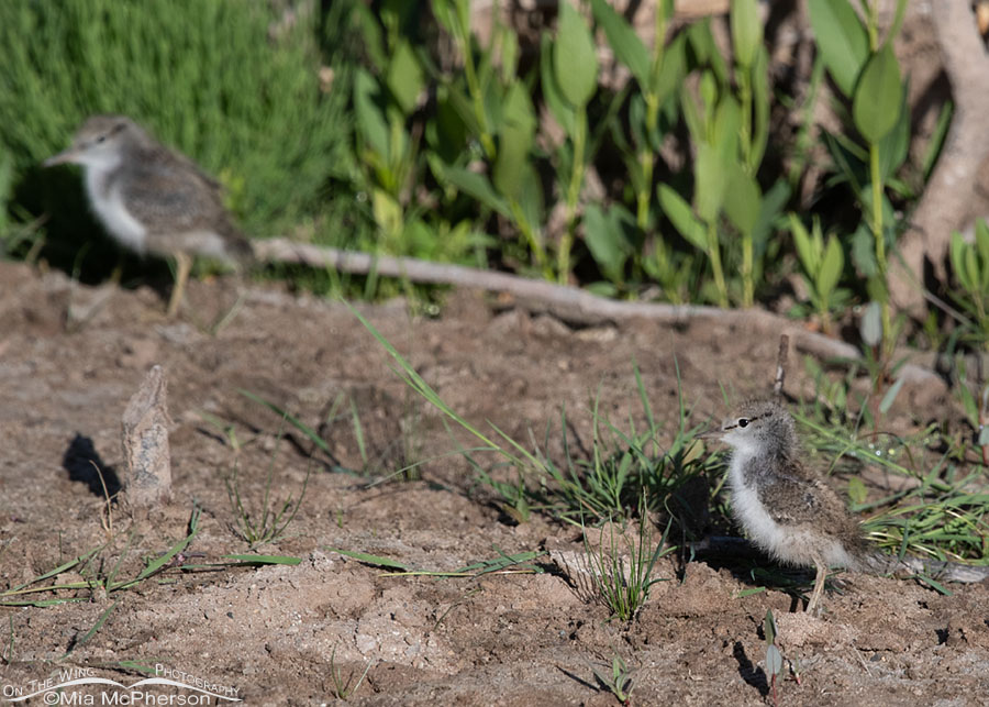 Spotted Sandpiper chicks foraging in the Wasatch Mountains, Summit County, Utah