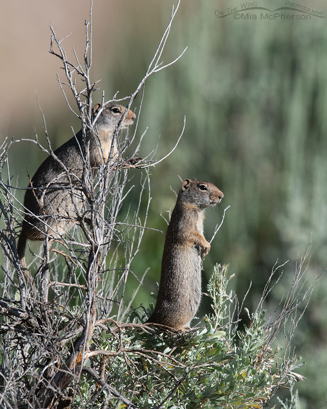 Pair of Uinta Ground Squirrels in a sagebrush, Wasatch Mountains, Summit County, Utah