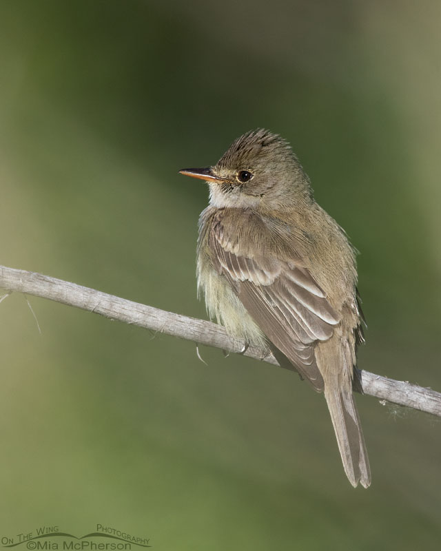 Willow Flycatcher photographed through leaves, Wasatch Mountains, Summit County, Utah