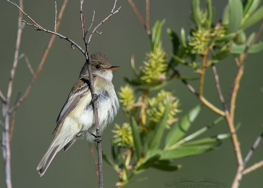 Willow Flycatcher in bright morning light, Wasatch Mountains, Summit County, Utah