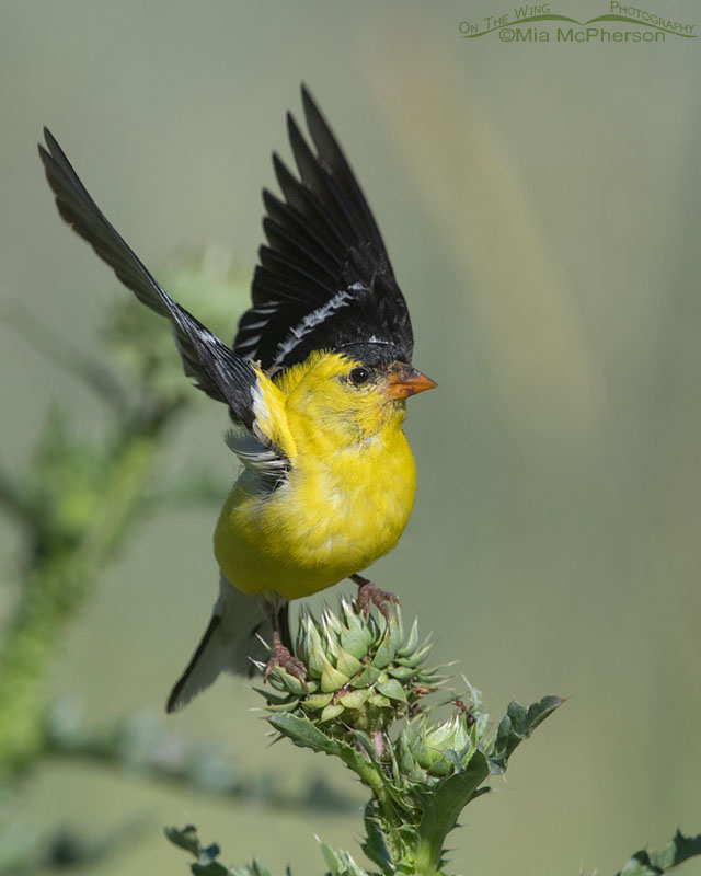 American Goldfinch male lifting off, Wasatch Mountains, Morgan County, Utah