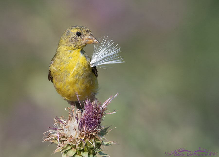 Molting American Goldfinch perched on a Musk Thistle, Wasatch Mountains, Morgan County, Utah