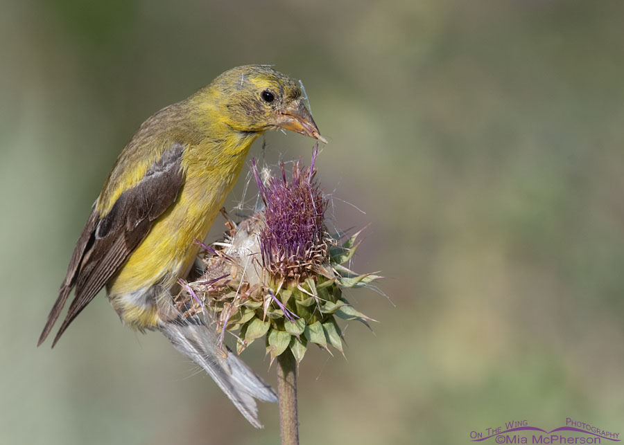 Molting American Goldfinch eating a Musk Thistle seed, Wasatch Mountains, Morgan County, Utah