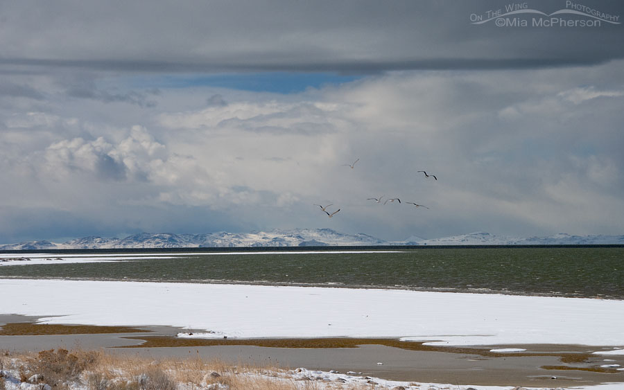 Snow storm building over the Great Salt Lake with California Gulls In Flight, Antelope Island State Park, Davis County, Utah