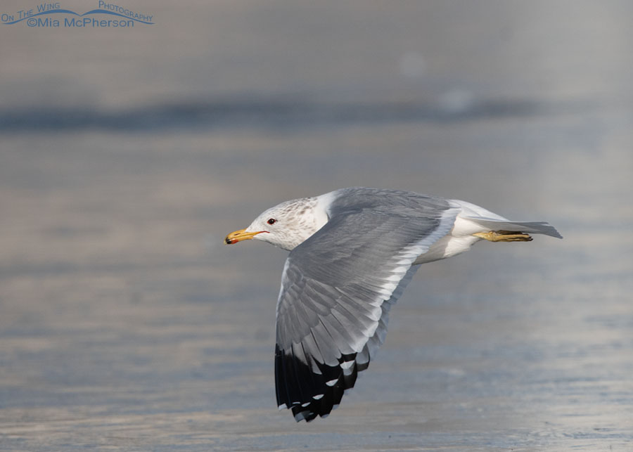 California Gull flying over an icy pond, Salt Lake County, Utah